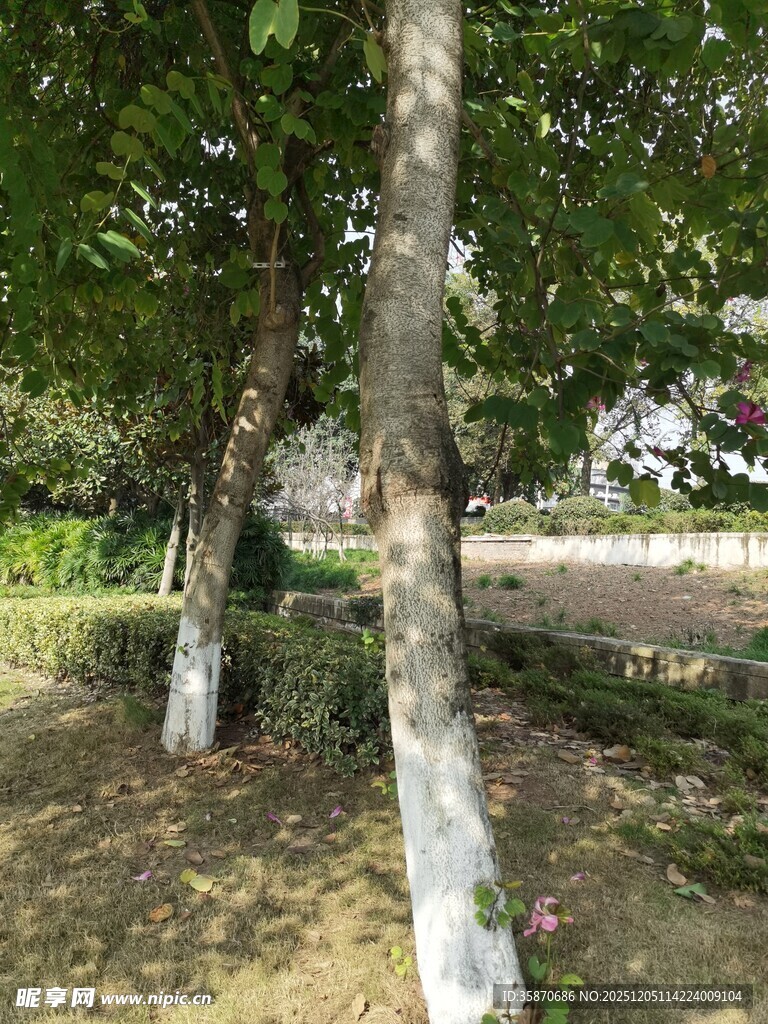 林间斑驳光影下的树木