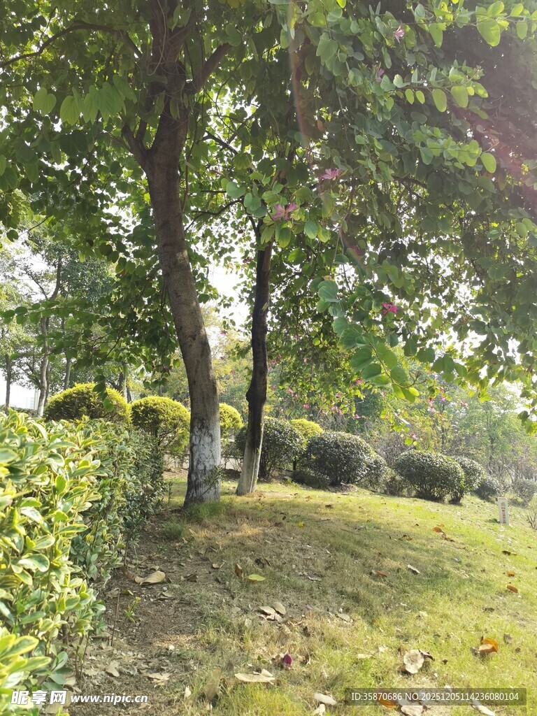 林间草地绿意盎然景象