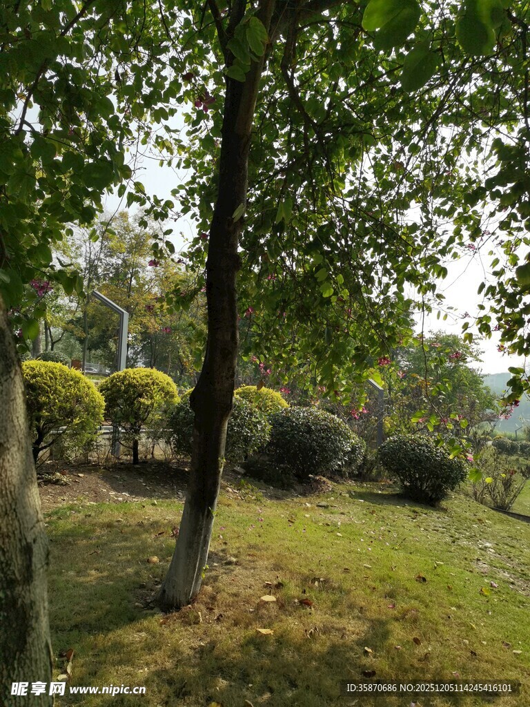 户外绿树成荫的自然景致