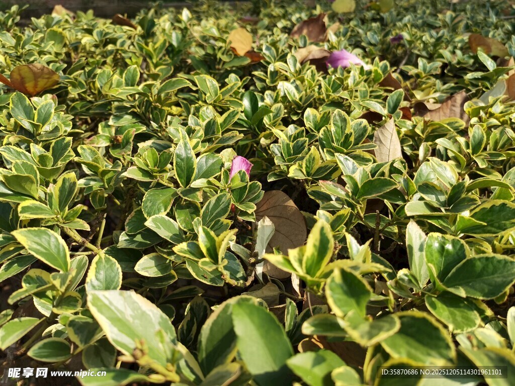 绿叶繁茂的植物景观