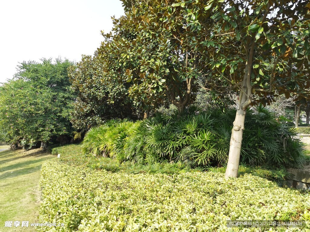 绿意盎然的园林景观