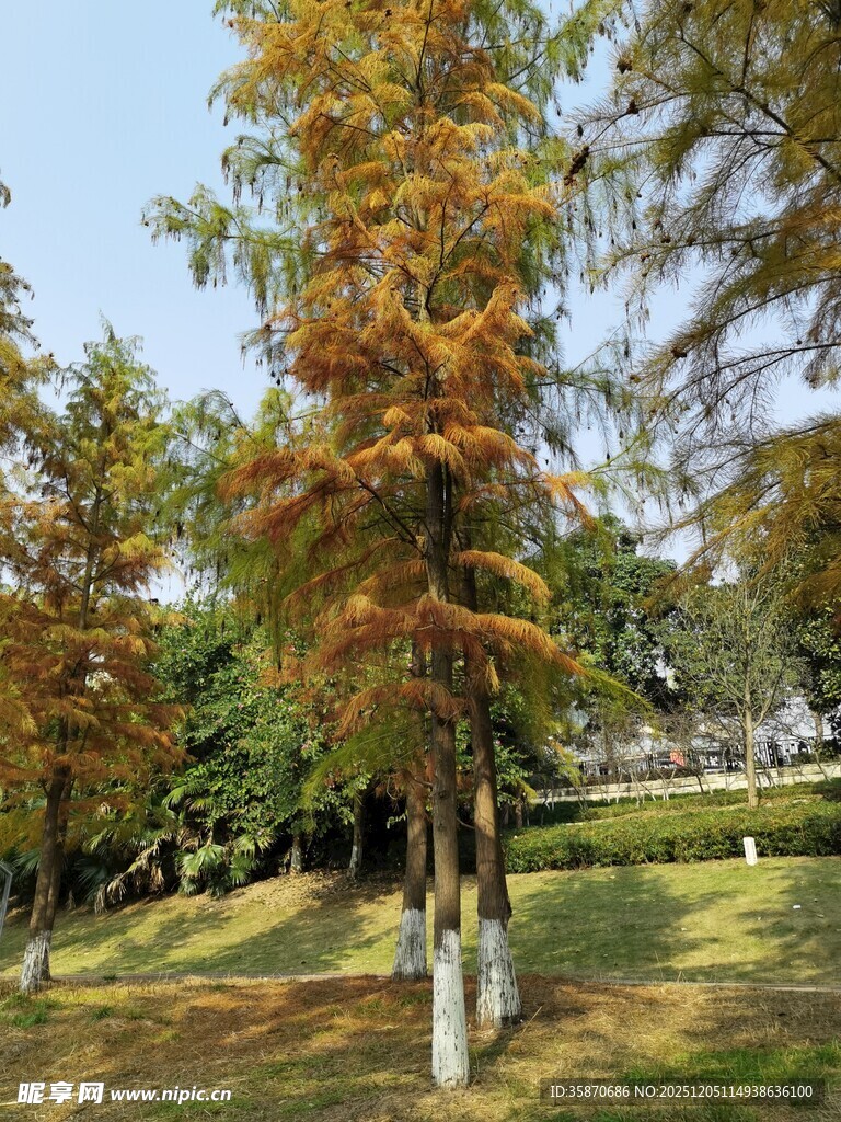 秋日公园中斑斓树木景观