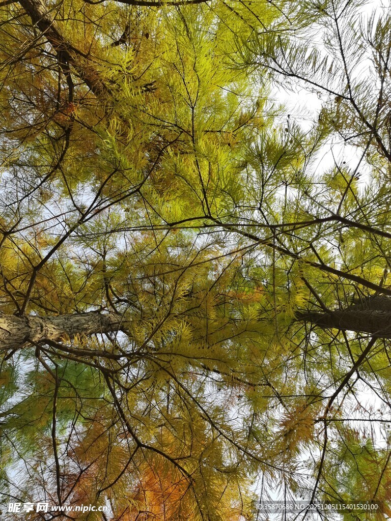 秋日树林倒影美景