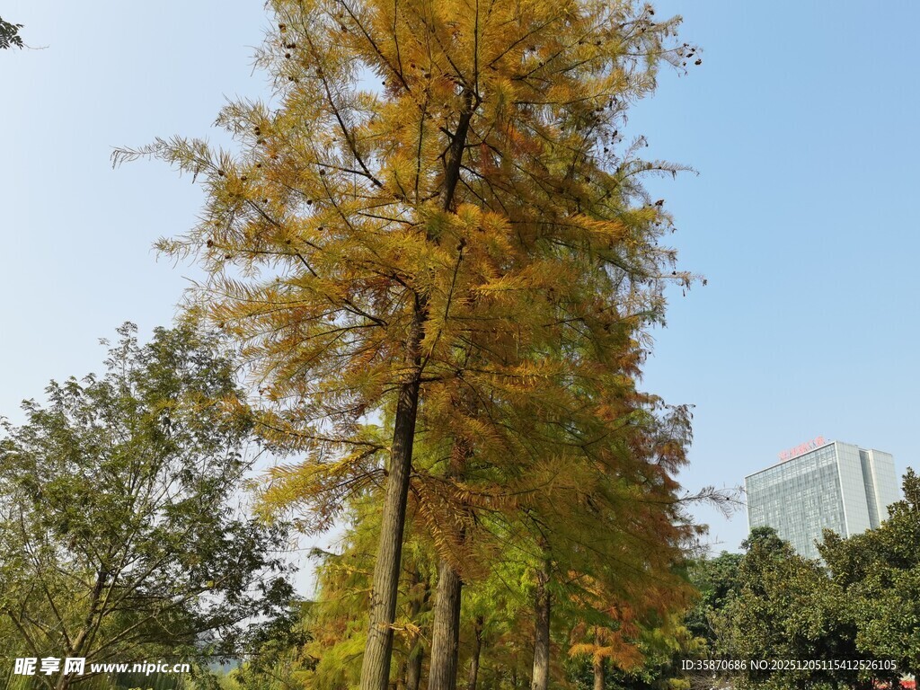 秋日金黄银杏树风景
