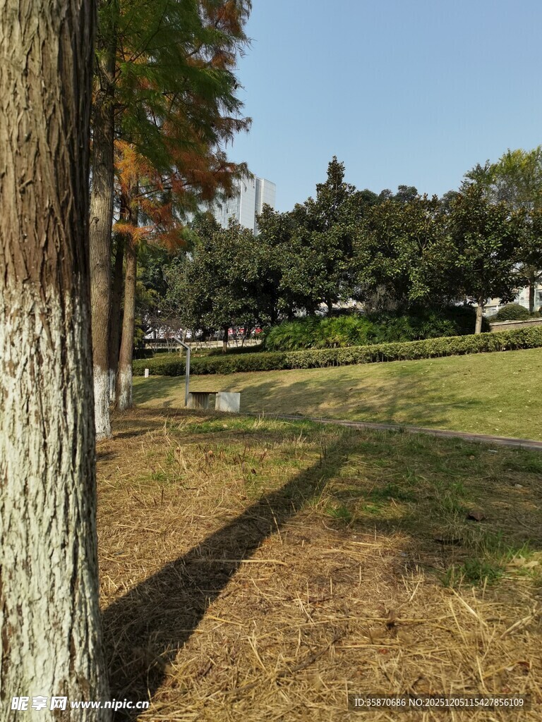 秋日公园树木与草地景致