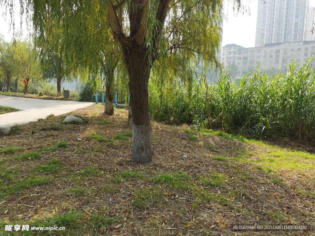 城市公园中的树木与绿地