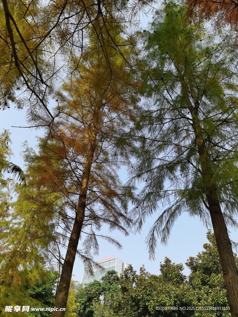 仰观挺拔多彩树木