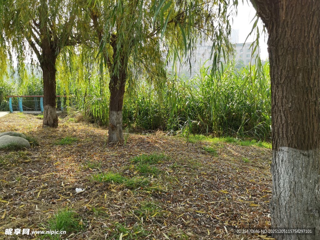林间树木与草地景致