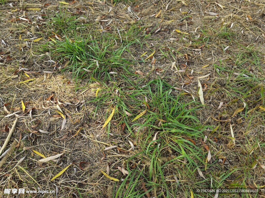 枯黄草地中的绿色草芽