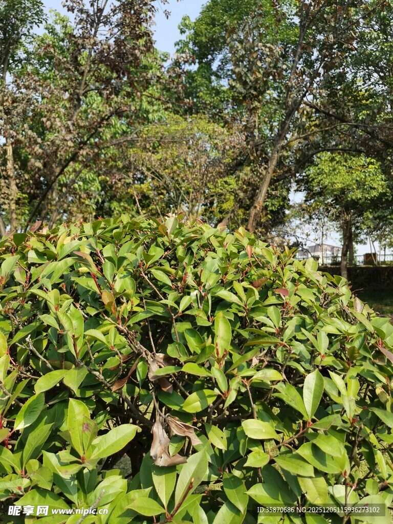 绿叶繁茂的植物景观