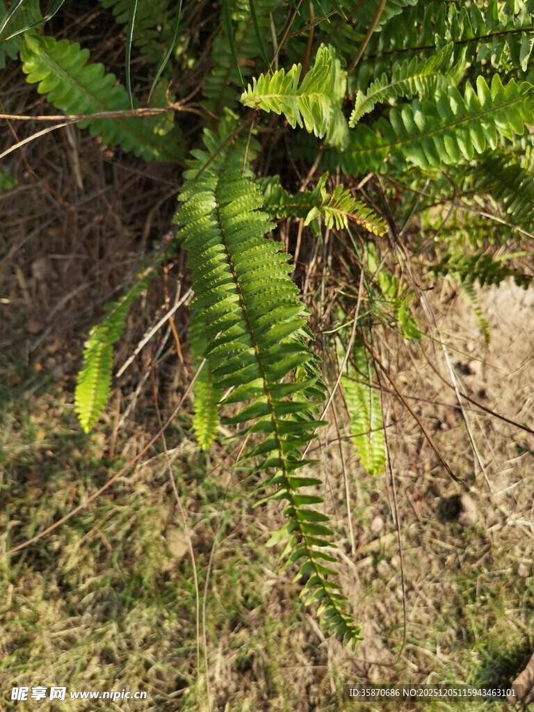 地面上的翠绿蕨类植物