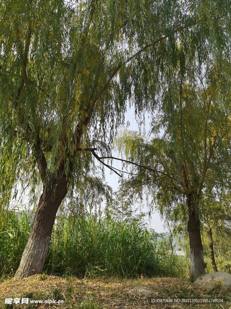 河畔垂柳绿意盎然的景致