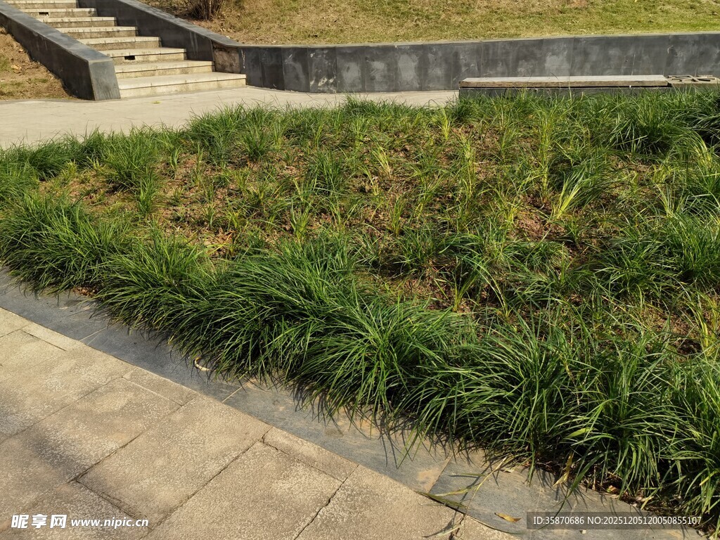 城市中的绿植景观区域