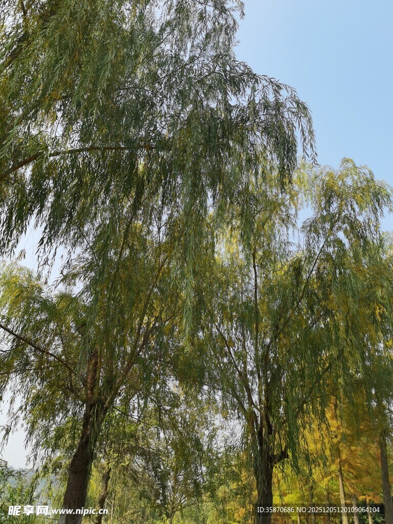 夏日葱郁树林景观