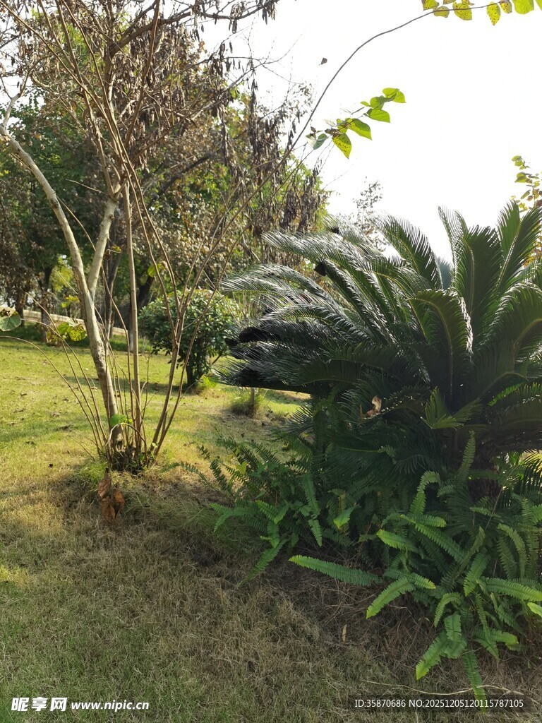 户外绿植景观一角