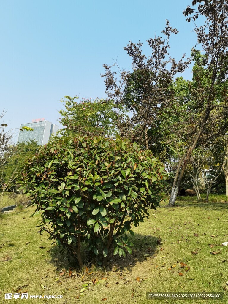 绿叶繁茂的灌木景观