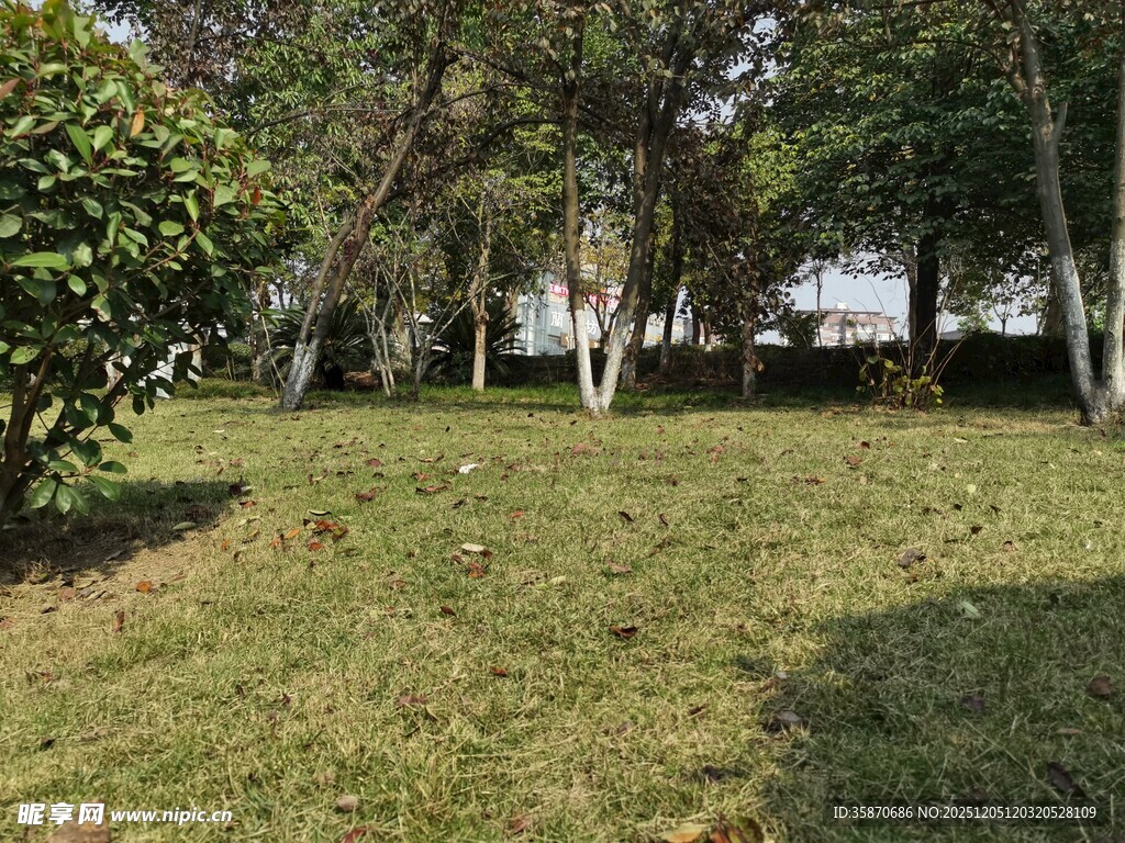 绿意盎然的户外草地景观