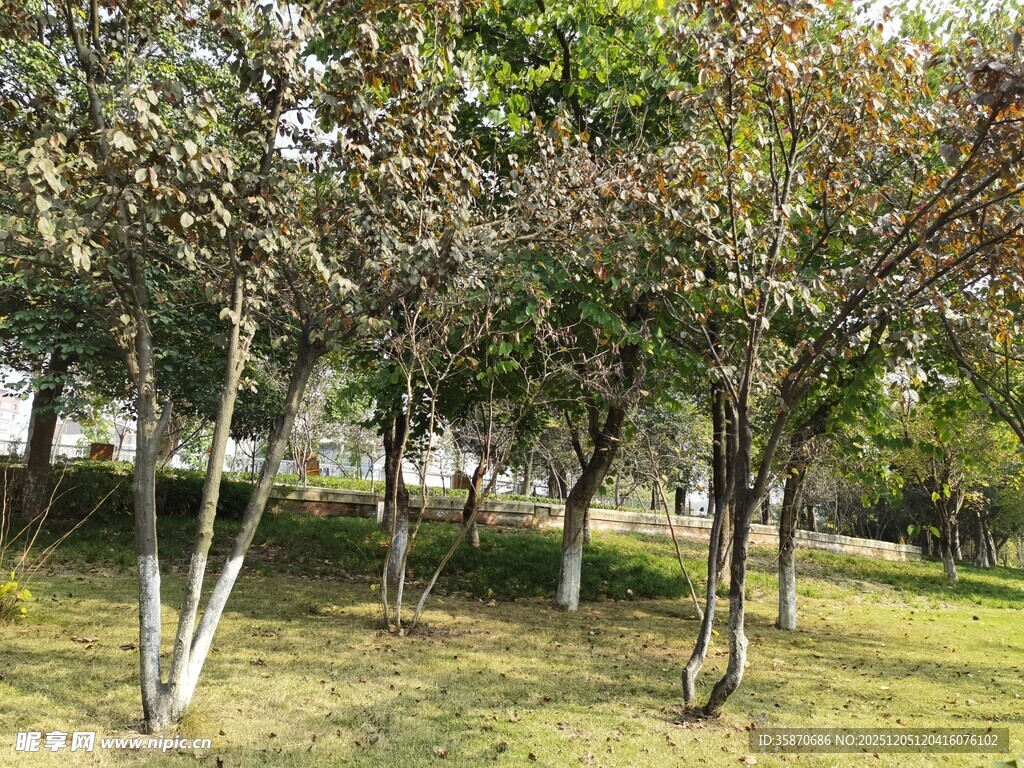 林间草地树木葱郁景色美