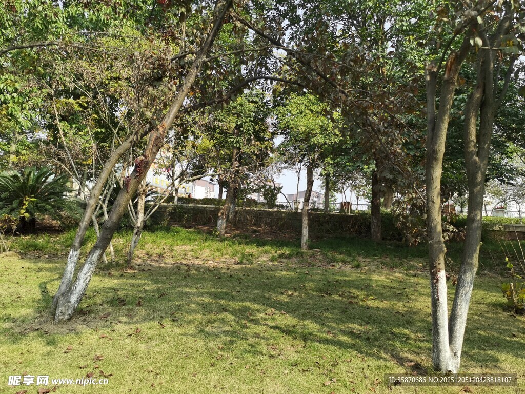 林间草地树木葱郁景致美