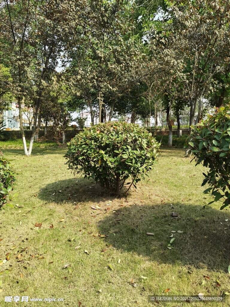 绿意盎然的公园灌木丛