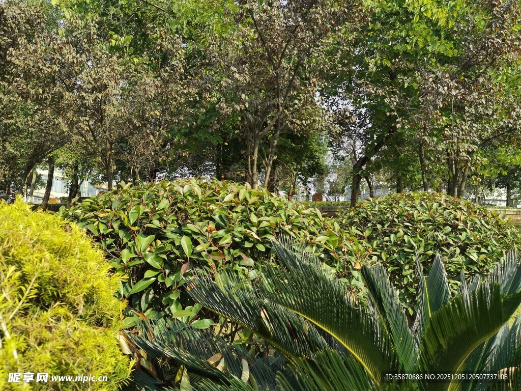 绿意盎然的园林景观