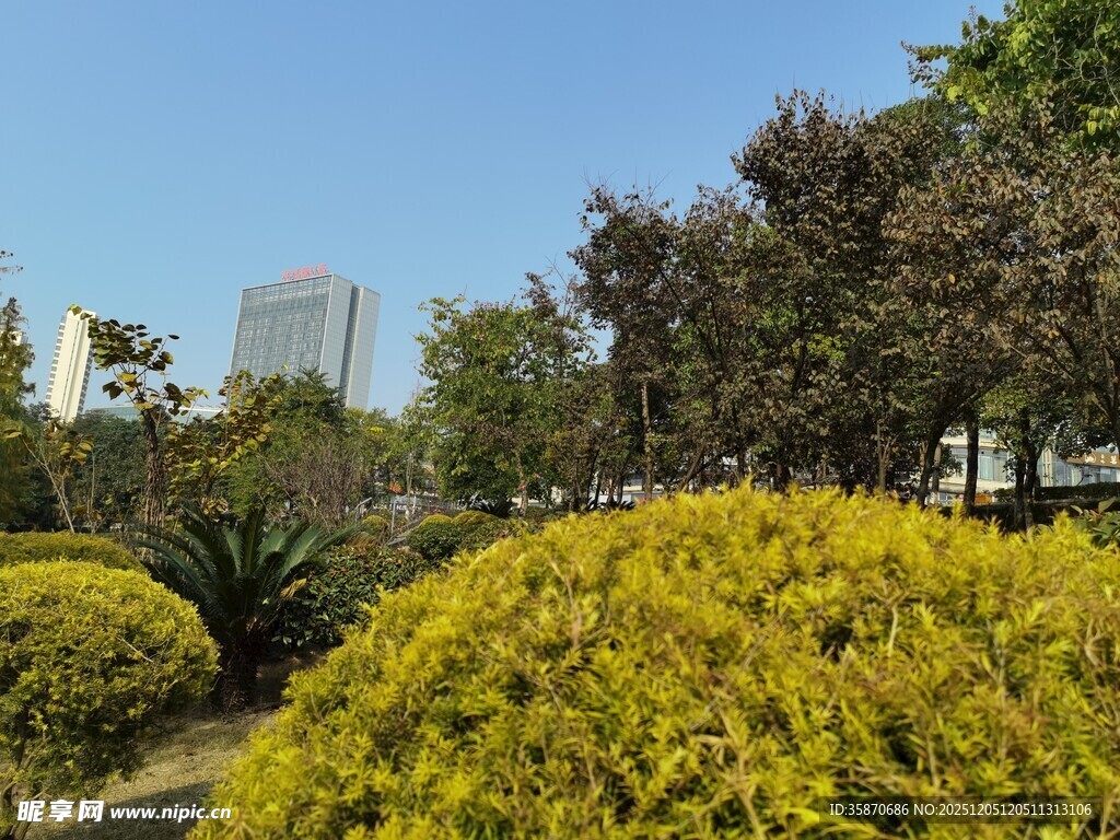 城市中的葱郁绿植景观