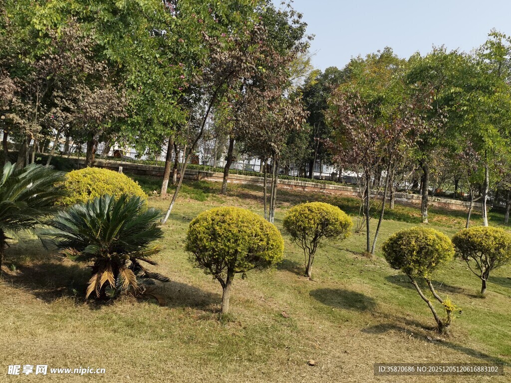 公园内修剪整齐的绿植景观