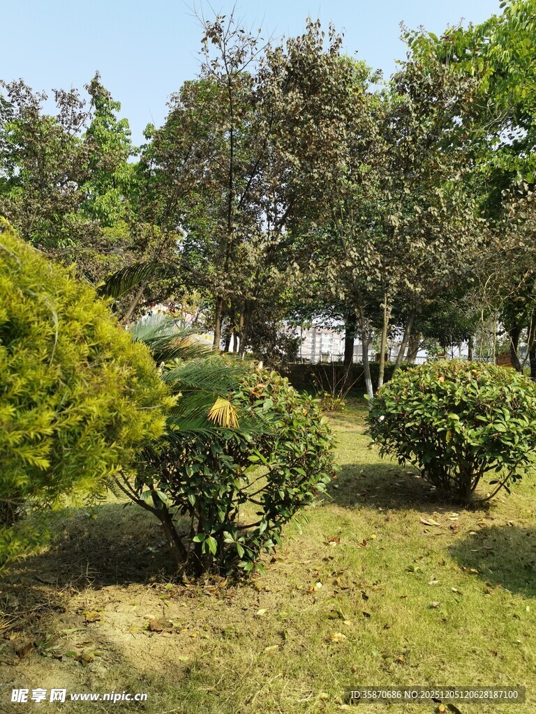 绿意盎然的园林景观