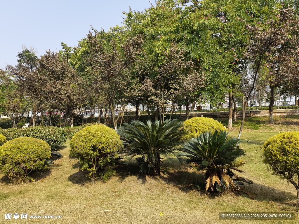 园林景观中的绿植与灌木