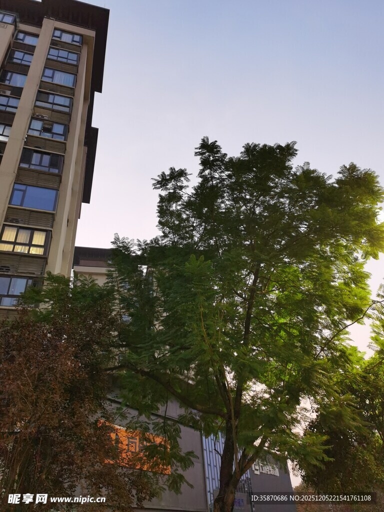 阳光照耀下的高楼与绿树