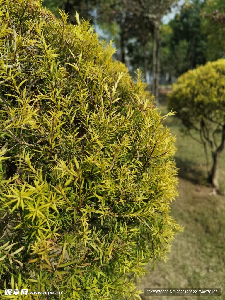 球形绿植景观