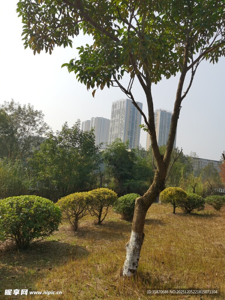 城市公园中的别致绿植景观