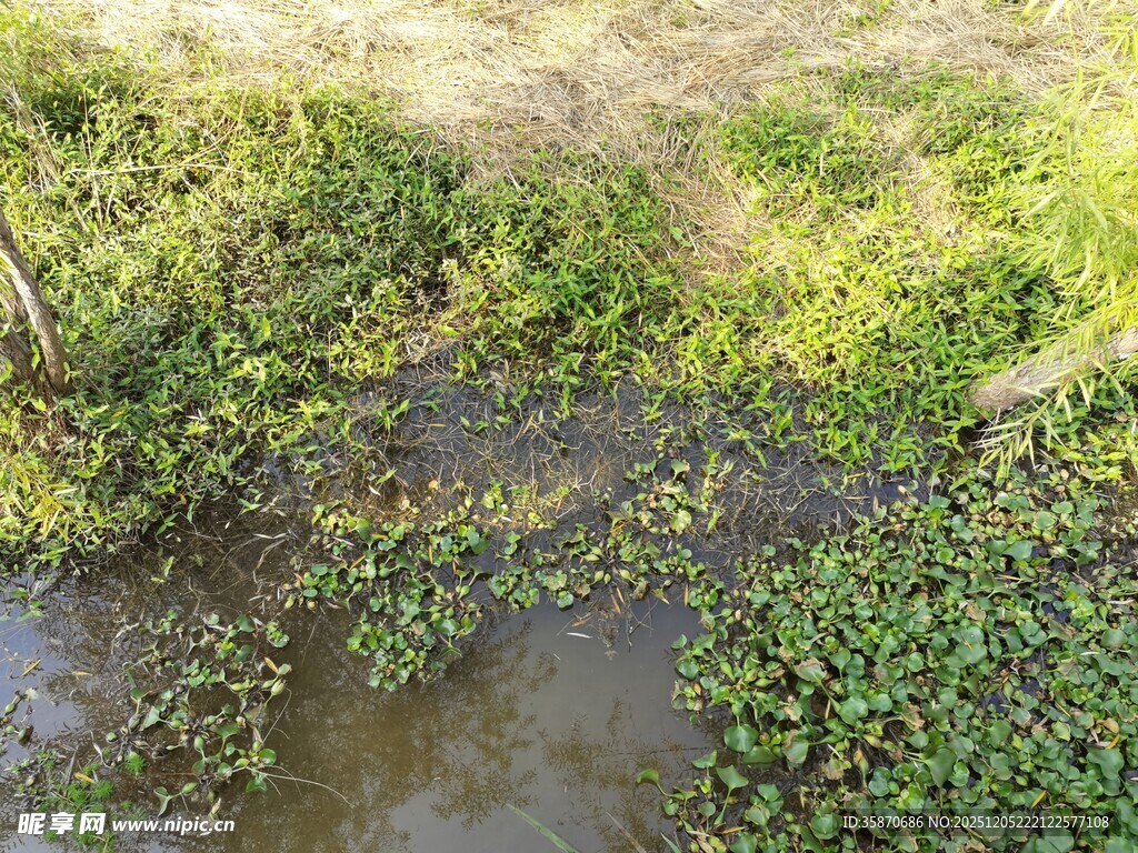 溪边繁茂绿植景观