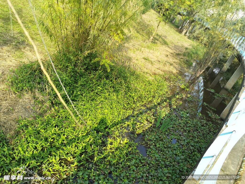 杂草丛生的荒废沟渠