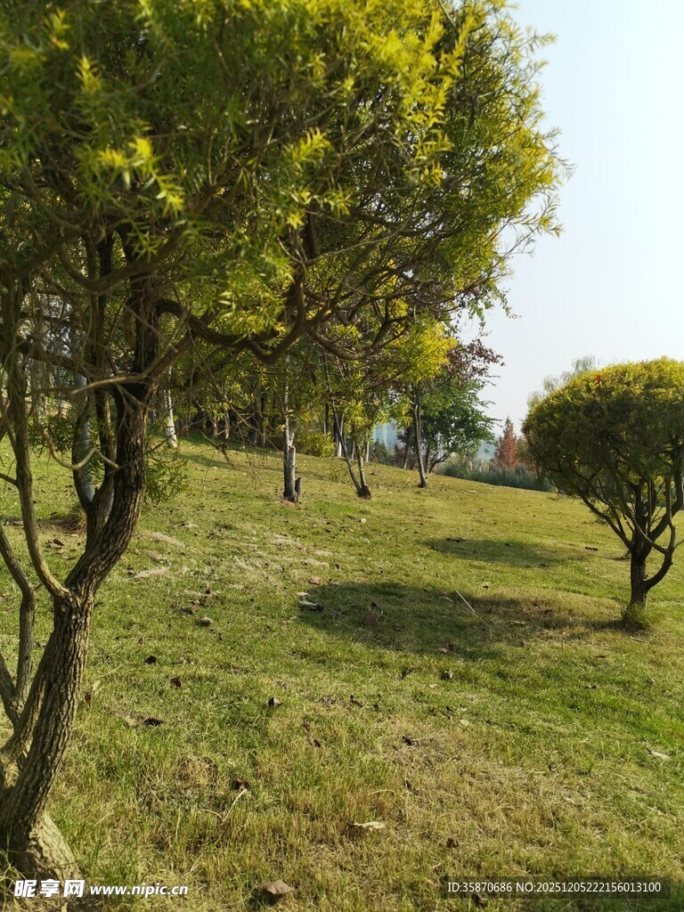 绿意盎然的草地与树木