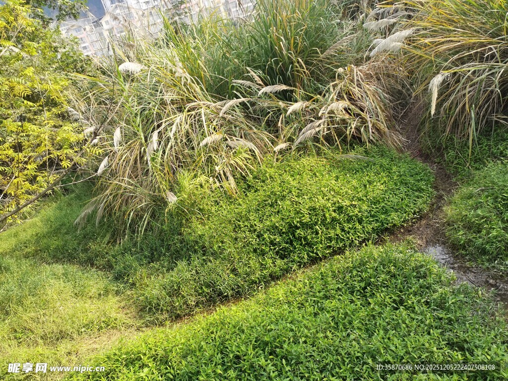 绿意盎然的自然草地景观