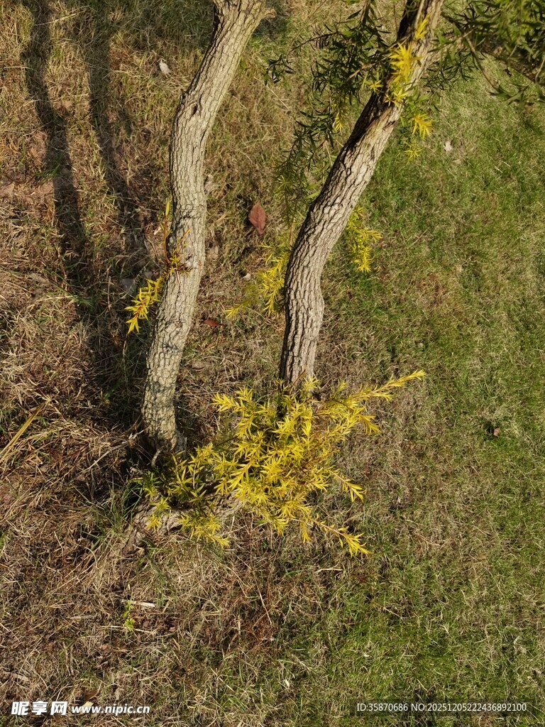 地面上的弯曲树干与黄花