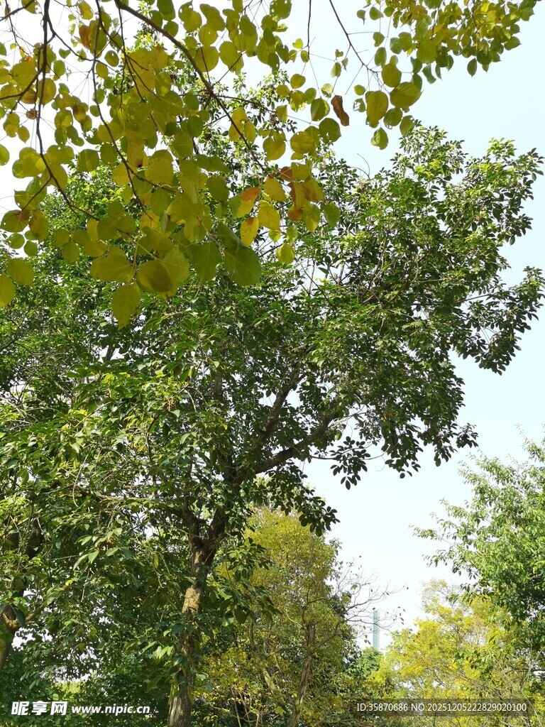 绿树成荫的自然景致