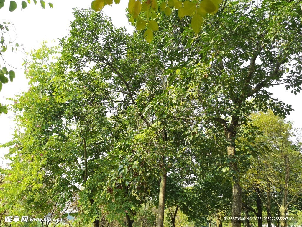 夏日葱郁树林景观