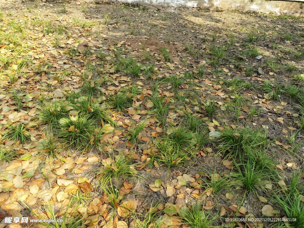 秋日草地落满金黄树叶