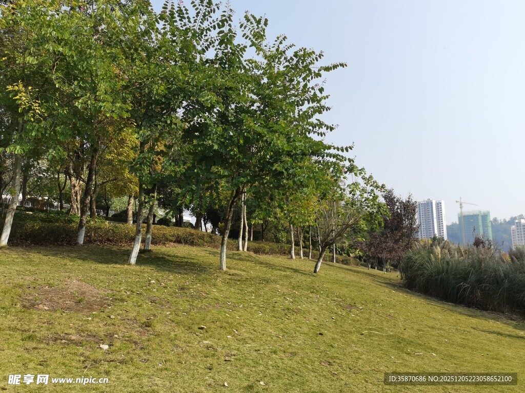 城市中的绿意草地与树木