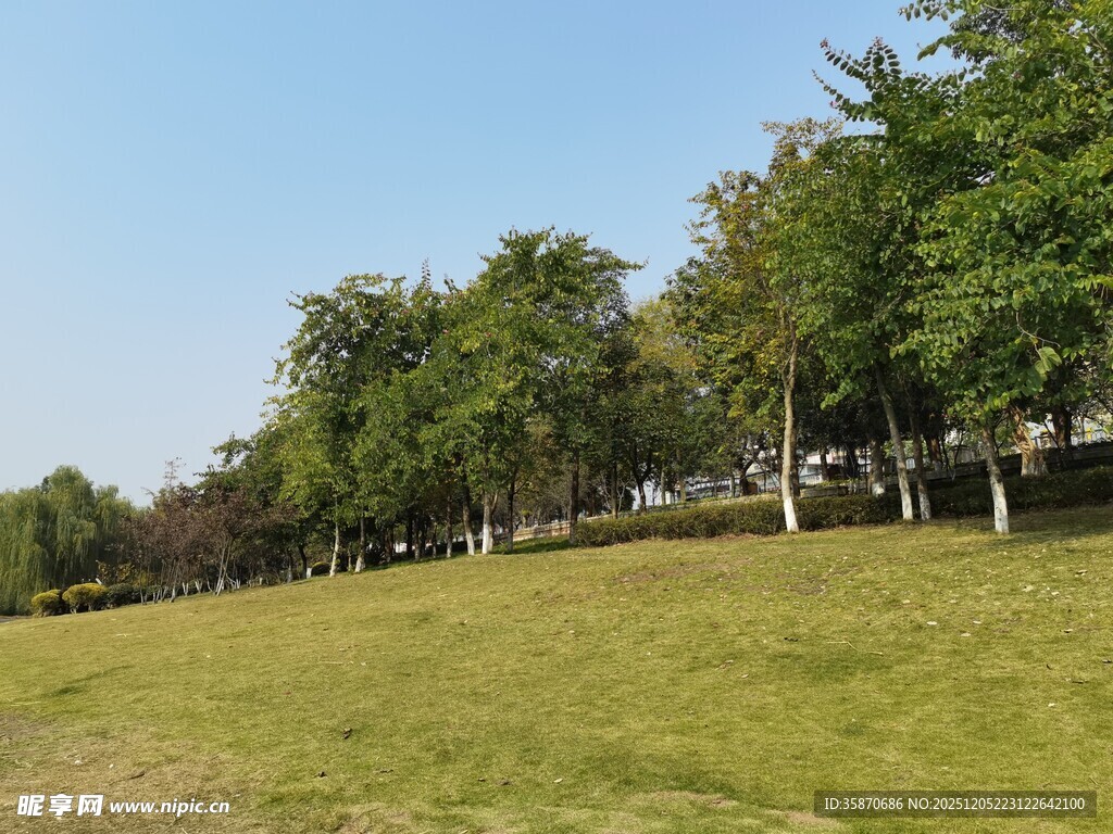 绿意盎然的户外草地场景