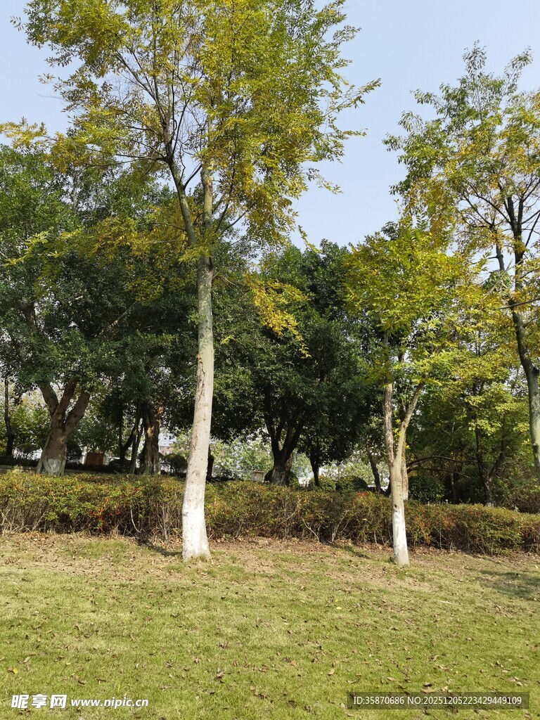 公园草地树木风景图