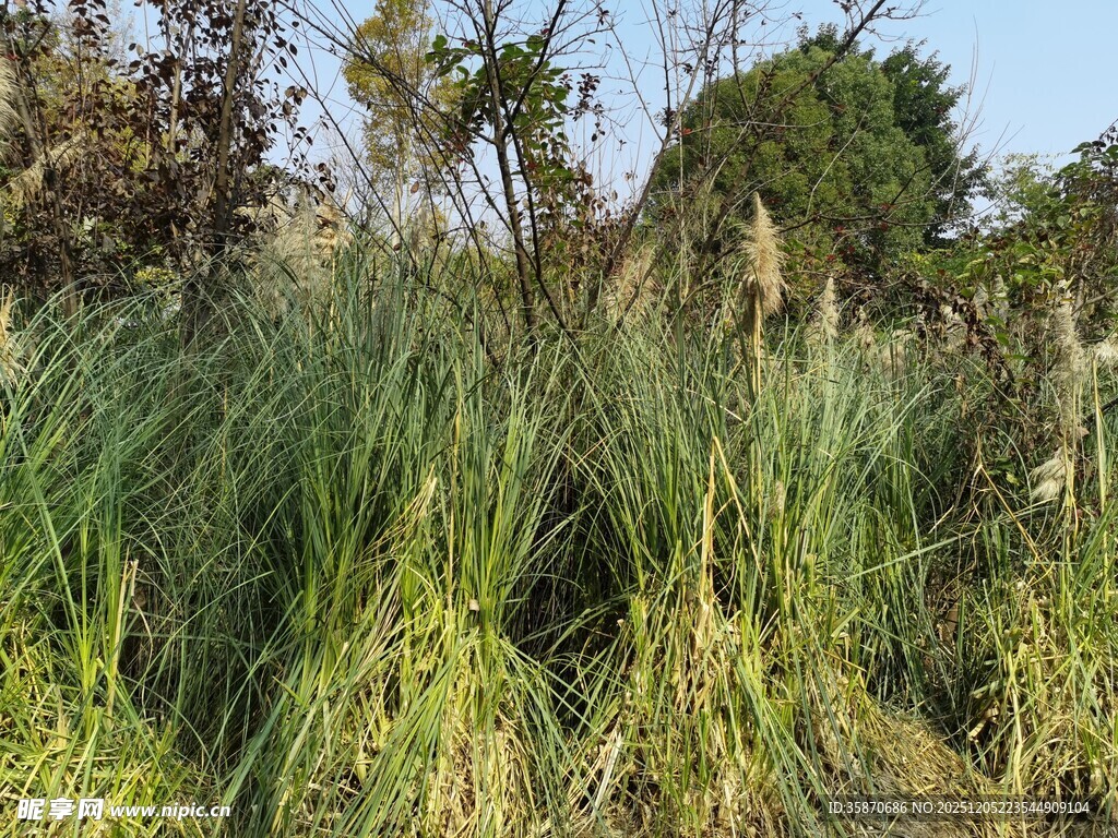 野外茂盛草丛景象