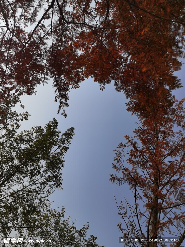 仰望秋日树梢与蓝天