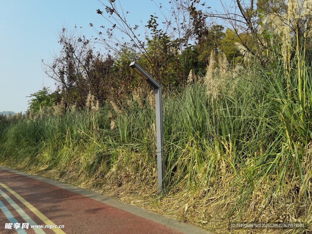 路边绿植与彩色骑行道