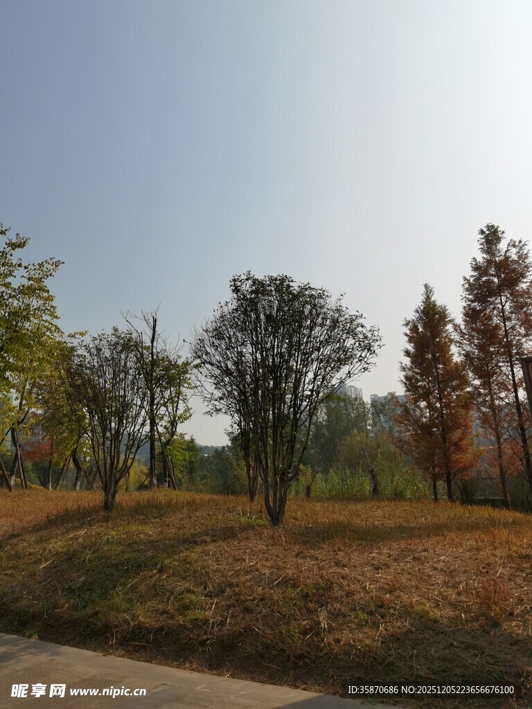 秋日户外树木风景