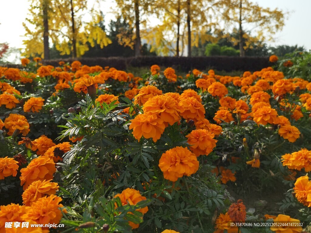 橘色花海绽放秋日美景