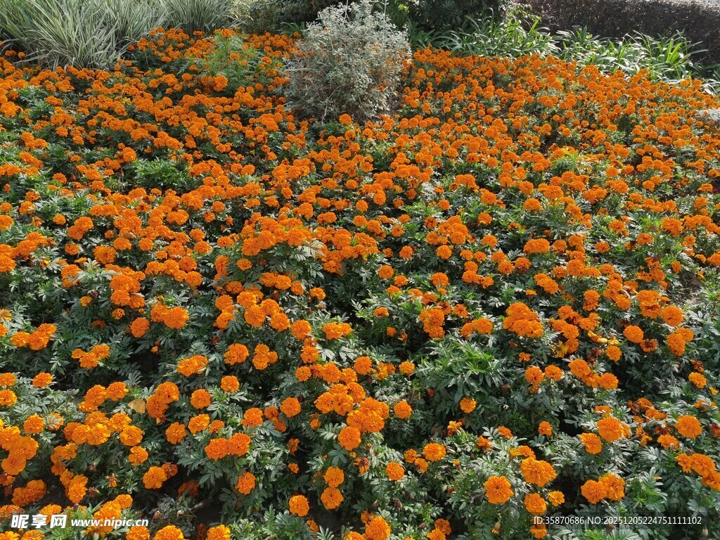 绚烂橘色花海景观