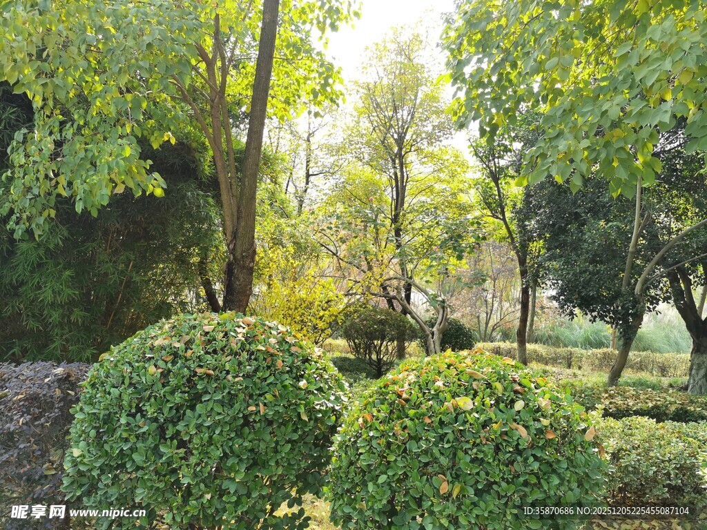 绿意盎然的园林景观